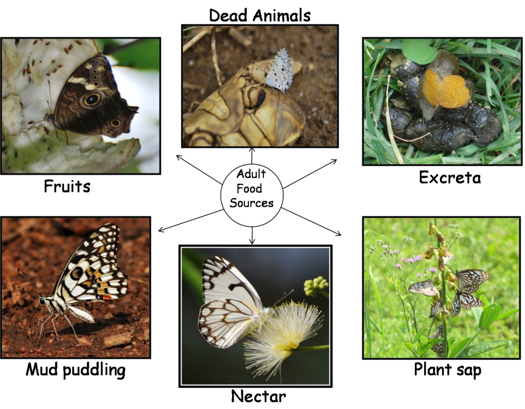 butterflies food source FORREST